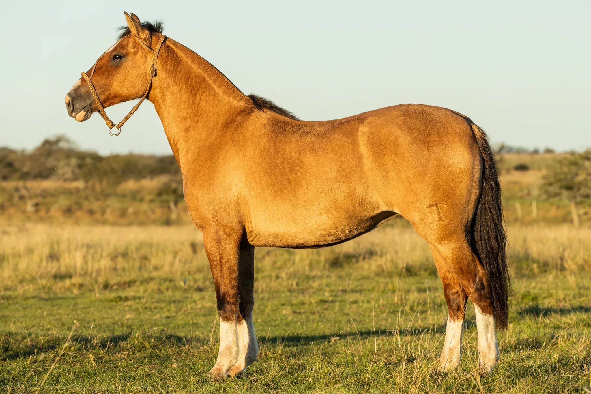 PYA GUAZÚ AMA POKÁ 1591 — lote 14