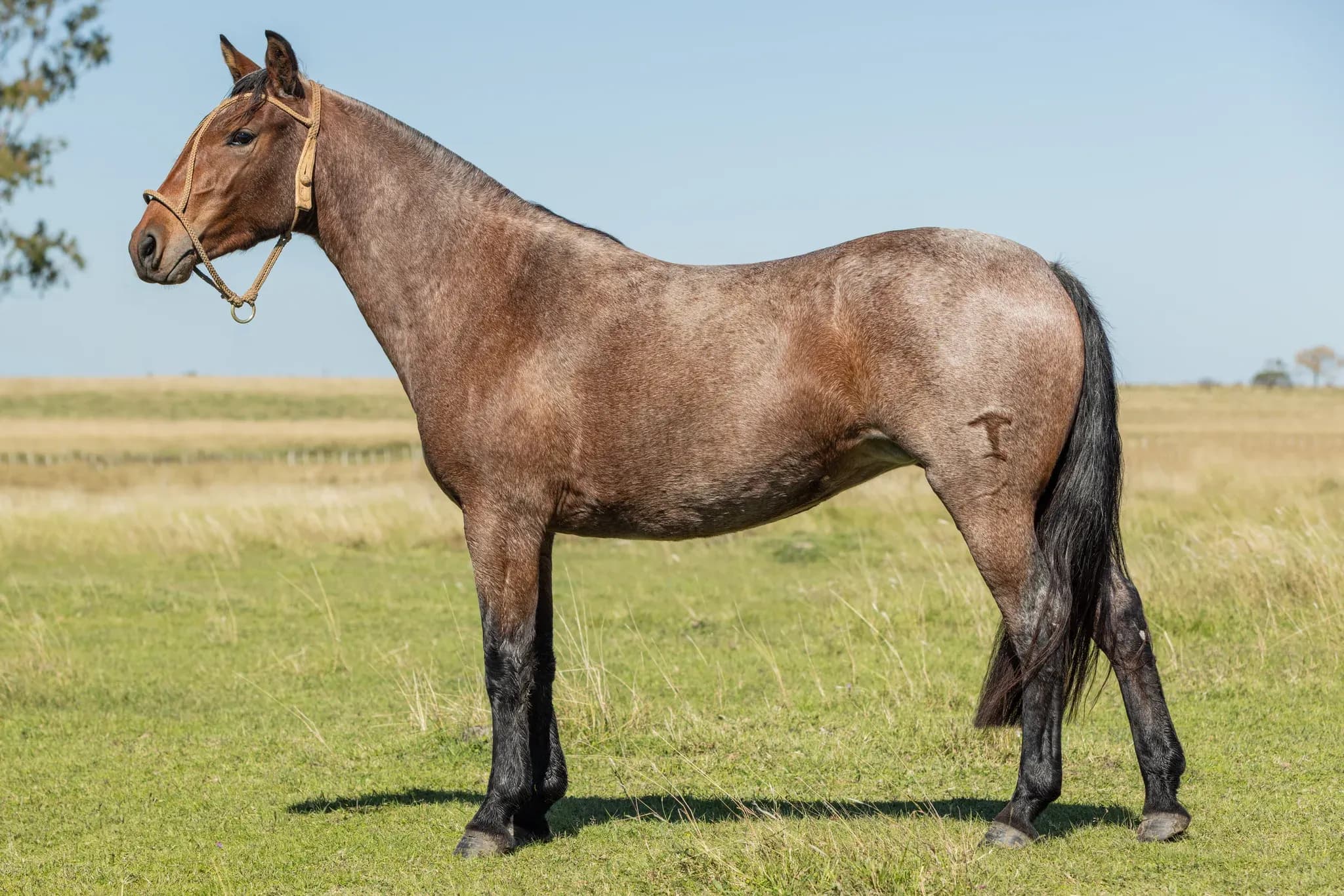 PYA GUAZÚ AMA POKÁ 1607 — lote 12