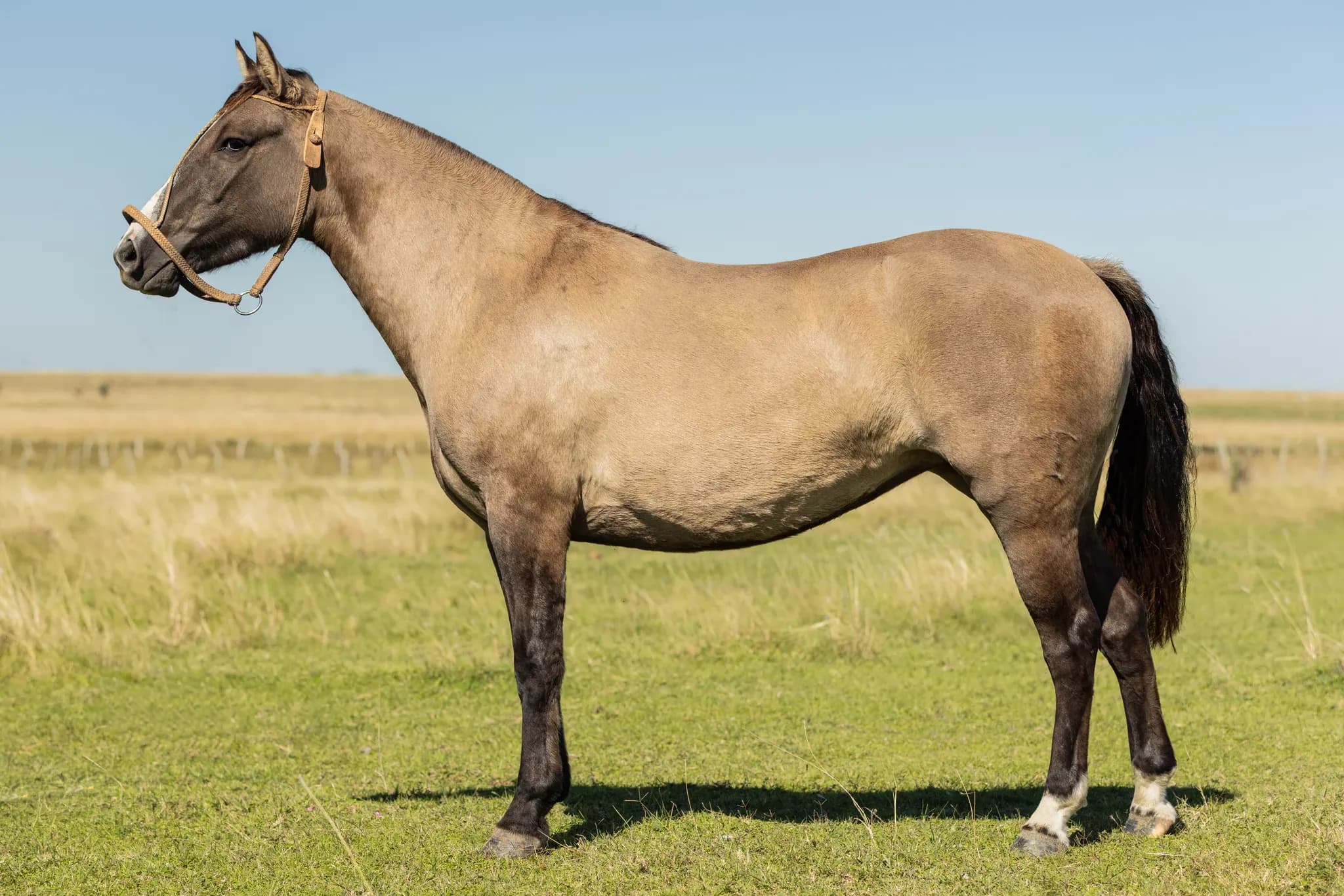 PYA GUAZÚ AMA POKÁ 1613 — lote 11