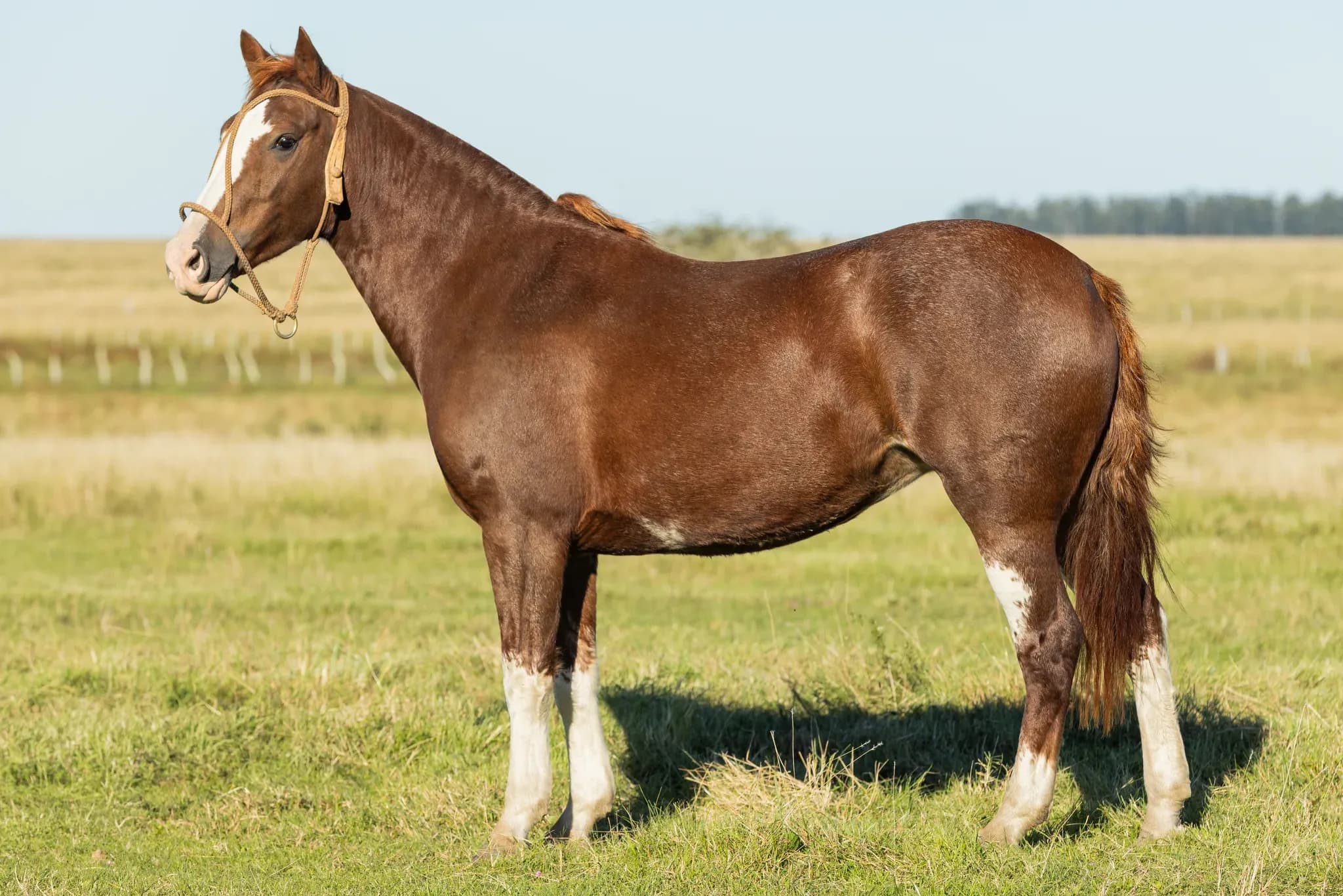 PYA GUAZÚ AMA POKÁ 1617 — lote 16