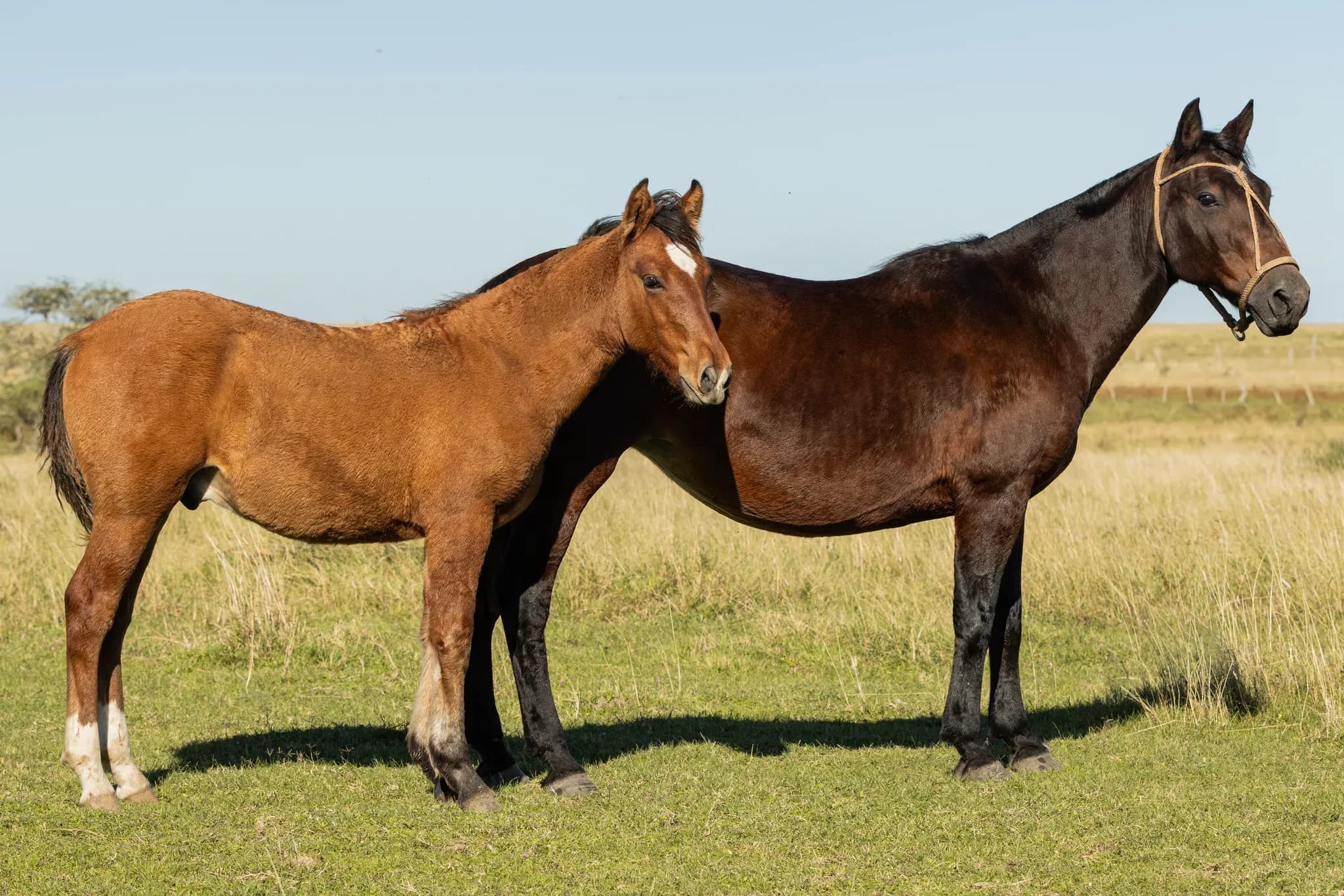PYA GUAZÚ QUIYA — lote 32