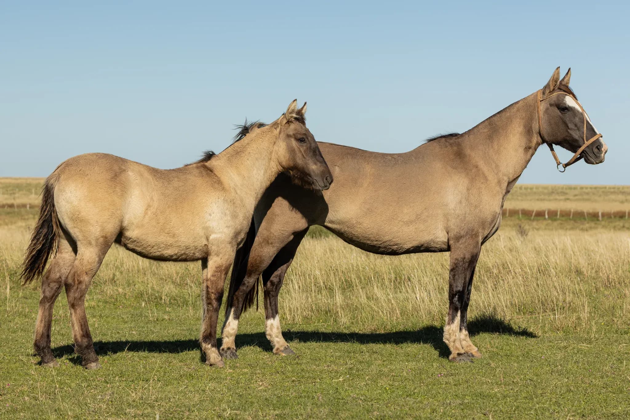 PYA GUAZÚ EMPEÑADA — lote 31