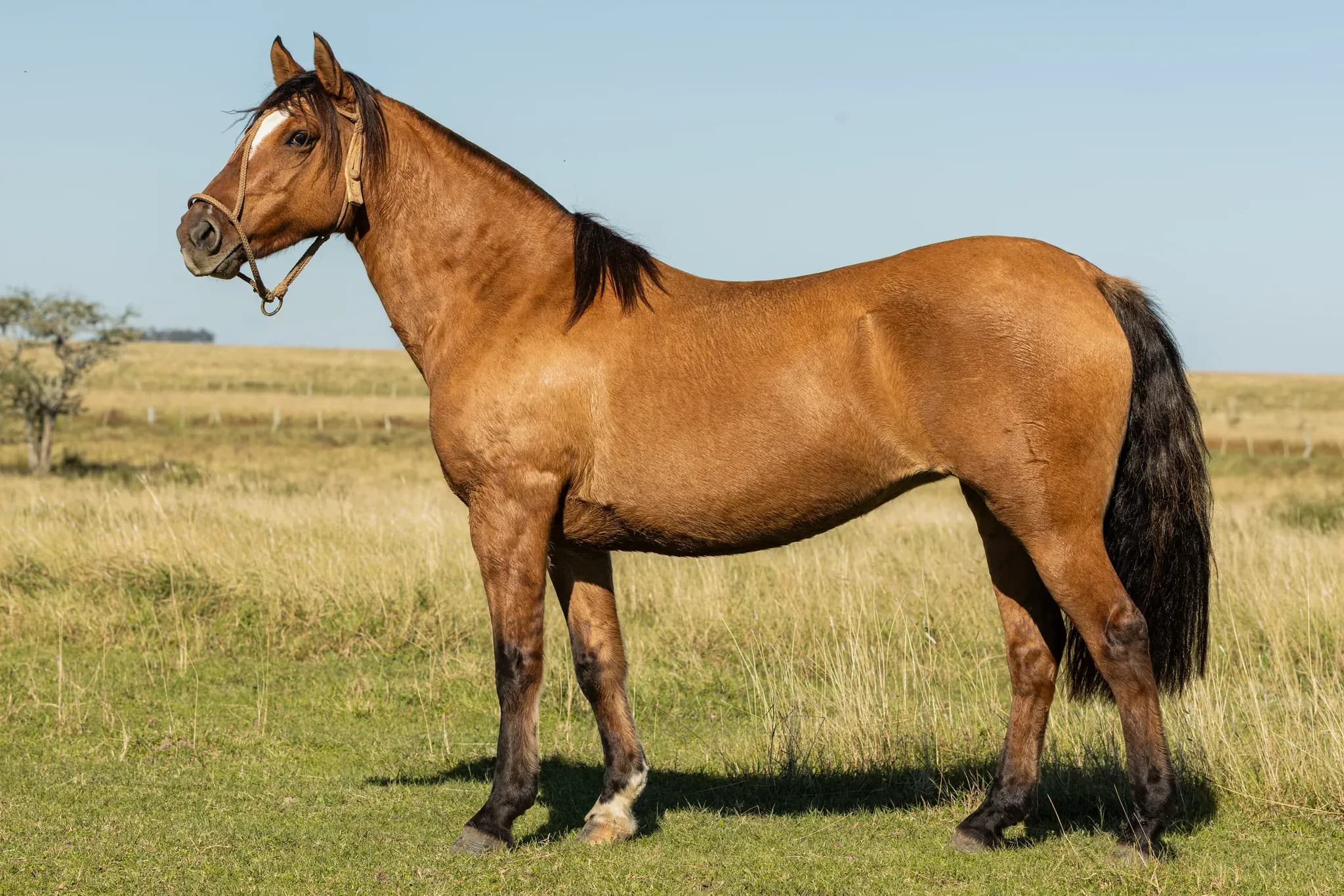 PYA GUAZÚ SENDA — lote 29
